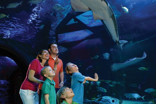 Family in aquarium looking up at sea life