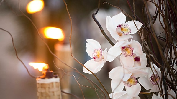 An orchid plant and lit candles
