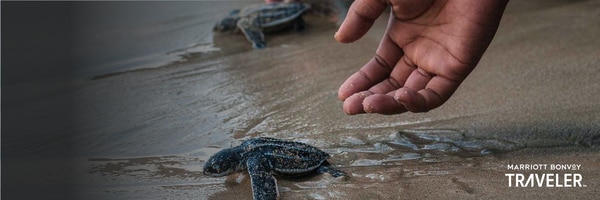 Close-up of hands releasing baby turtles into the wet sand of the ocean