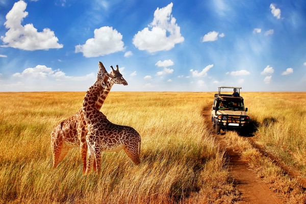 Jeep passing two giraffes standing in a savannah