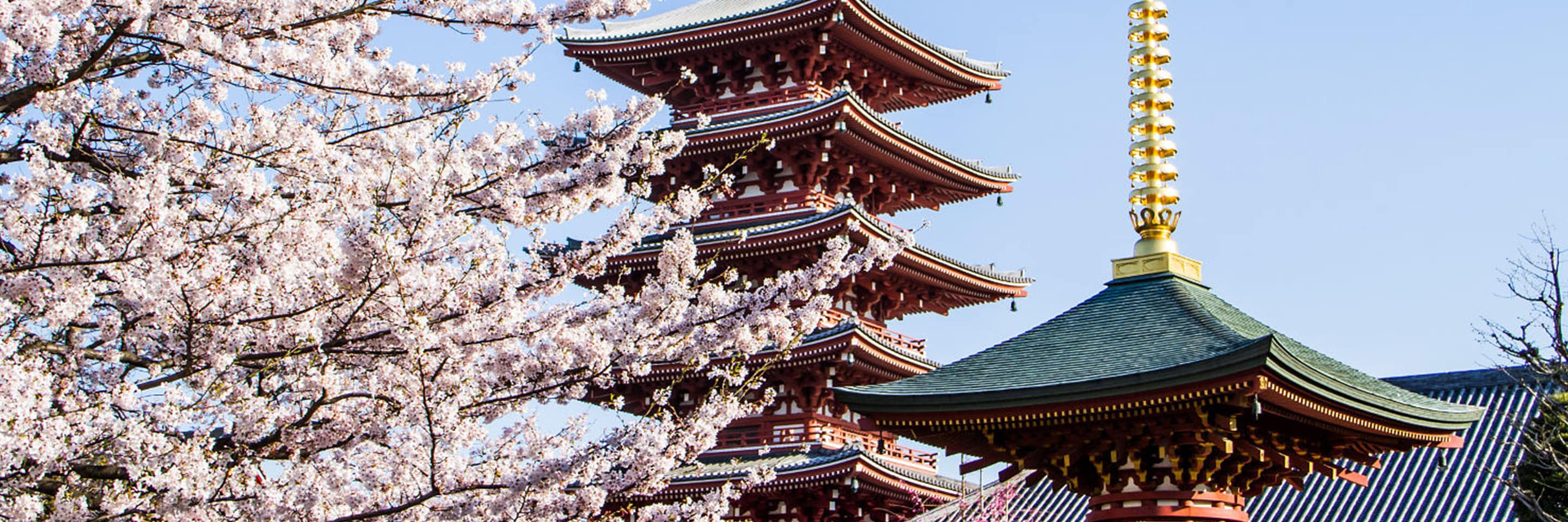 Il Tempio Senso-ji e la fioritura dei ciliegi. Hotel a Tokyo, Marriott.