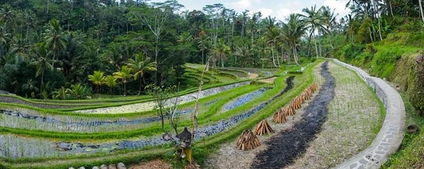 A row of rice fields in Bali, Indonesia.