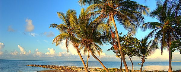 Palm trees bend on the beach in Key West, Florida