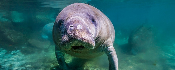 Manatee swimming in Fort Lauderdale.
