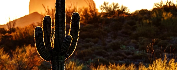 The silhouette of a cactus in Phoenix at sunset.