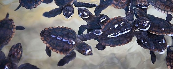 Baby sea turtles raised at a hatchery are set to be released near Boca Raton, Florida