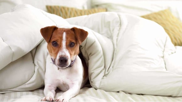 Cute dog peeks out from under the blankets on a hotel bed.