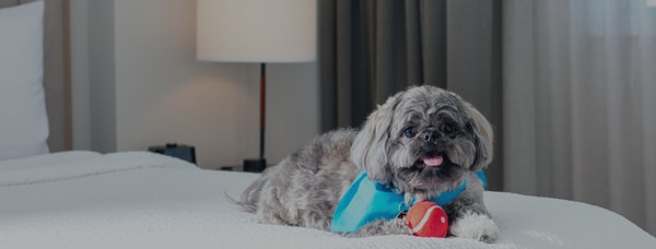 Cute dog in a blue bandana with a ball rests at the foot of a hotel bed