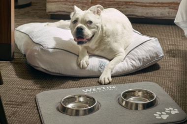 Un perro descansa en la cama para perros Heavenly Dog Bed frente a una alfombra Westin con los tazones de comida y agua.