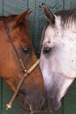 Saratoga Racetrack - Horses