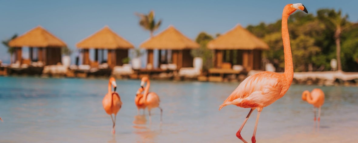 Oranjestad Aruba Hotels And Resorts Renaissance Aruba Resort