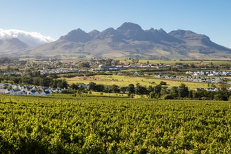 Mountain and vineyard view