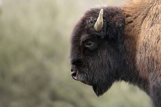 Boulder Buffaloes