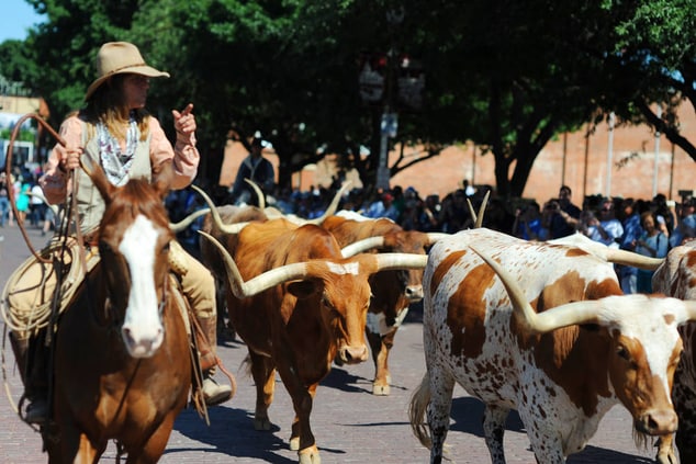 Fort Worth Stockyards – Cattle Drive