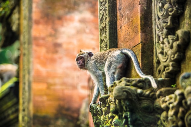 Monkey Forest - Ubud Bali