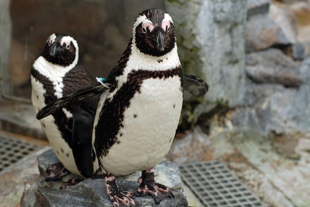 Mystic Aquarium Penguins
