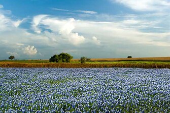 Flores silvestres y altramuces de Texas