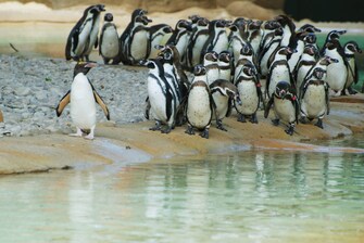 Penguin Beach – zoo de Londres