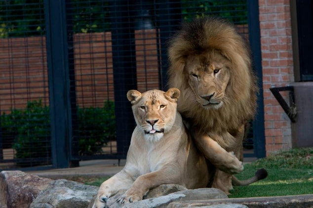 Lion Mascots for UNA