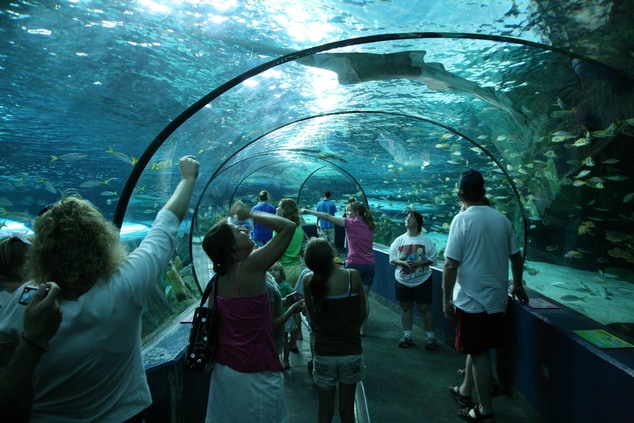 Ripley's Aquarium near Courtyard Myrtle Beach