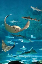 Ripley's Aquarium Ray Bay 