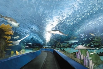 Ripley's Aquarium Dangerous Reef Tunnel 