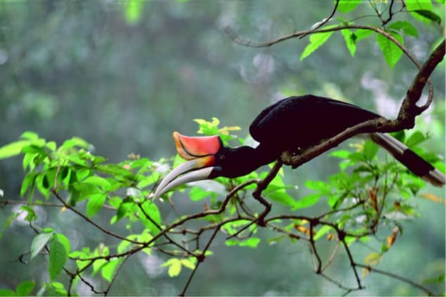 Sarawak's Mascot Bird, Hornbill