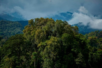 Tropical Rainforest canopy