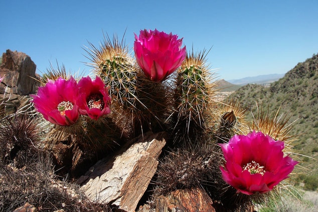 Phoenix Desert Cactus