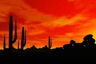 Explore the Arizona Desert