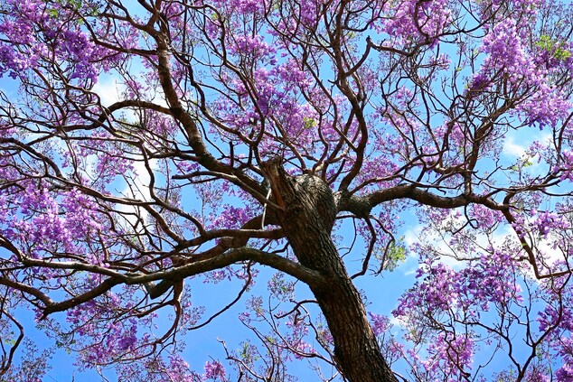 Jacaranda tree