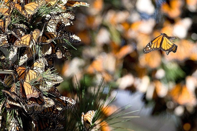 CY San Luis Obispo Monarch Butterflies