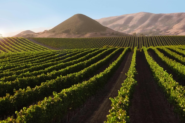 Niven Family Wine Estates Vineyard