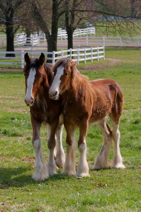 Clydesdale horses at Grant’s Farm