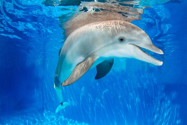 Winter the Dolphin - Clearwater Marine Aquarium