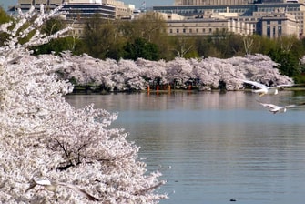 Hoteles cerca de los cerezos en flor en Washington D. C.