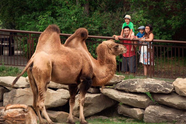 Calgary Zoo Camels